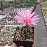 Thelocactus bicolor La Soledad