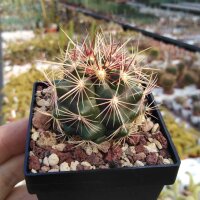 Thelocactus bicolor La Soledad