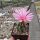 Thelocactus bicolor La Soledad
