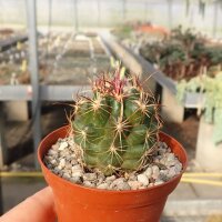 Thelocactus bicolor