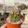 Thelocactus bicolor