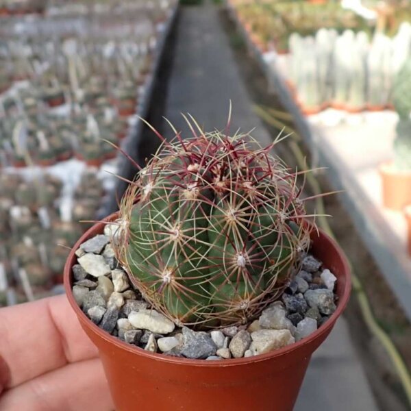 Thelocactus bicolor SB 563