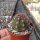 Thelocactus bicolor SB 563