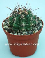 Thelocactus bicolor v. bolansis