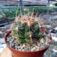 Thelocactus bicolor San Antonio De La Cruz