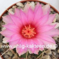 Thelocactus bicolor San Antonio De La Cruz