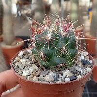 Thelocactus bicolor v. texensis