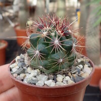 Thelocactus bicolor v. texensis