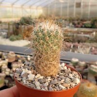 Thelocactus conothelos Dr. Arroyo, Nuevo Leon, Mx