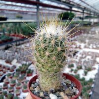 Thelocactus conothelos Dr. Arroyo, Nuevo Leon, Mx