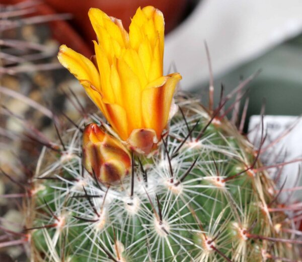 Thelocactus conothelos v. aurantiacus