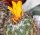 Thelocactus conothelos v. aurantiacus