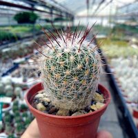 Thelocactus conothelos v. aurantiacus SB 329