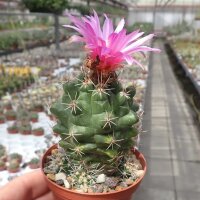 Thelocactus ehrenbergii
