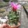 Thelocactus ehrenbergii