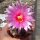 Thelocactus ehrenbergii