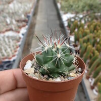 Thelocactus garciae