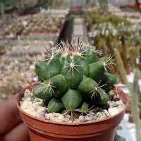 Thelocactus garciae