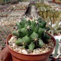 Thelocactus garciae