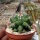 Thelocactus garciae