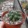 Thelocactus garciae