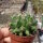 Thelocactus garciae