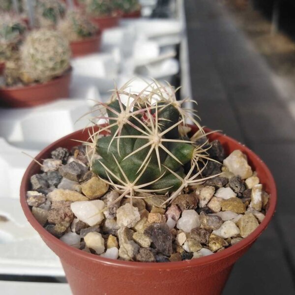 Thelocactus heterochromus