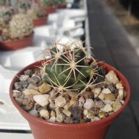 Thelocactus heterochromus