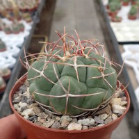 Thelocactus hexaedrophorus
