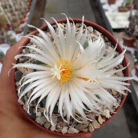 Thelocactus hexaedrophorus