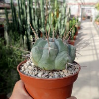 Thelocactus hexaedrophorus