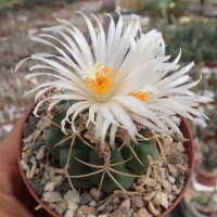 Thelocactus hexaedrophorus