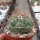 Thelocactus hexaedrophorus