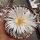 Thelocactus hexaedrophorus