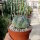 Thelocactus hexaedrophorus