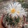 Thelocactus hexaedrophorus