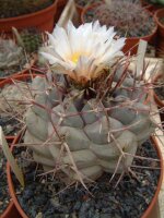 Thelocactus hexaedrophorus v. fossulatus