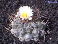 Thelocactus hexaedrophorus v. fossulatus