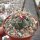 Thelocactus hexaedrophorus v. lloydii major HK 1608