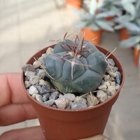 Thelocactus hexaedrophorus San Gregorio, Nuevo Leon, Mexico