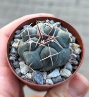 Thelocactus hexaedrophorus San Gregorio, Nuevo Leon, Mexico