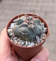 Thelocactus hexaedrophorus San Gregorio, Nuevo Leon, Mexico