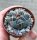 Thelocactus hexaedrophorus San Gregorio, Nuevo Leon, Mexico