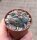 Thelocactus hexaedrophorus San Gregorio, Nuevo Leon, Mexico
