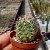 Thelocactus lausseri