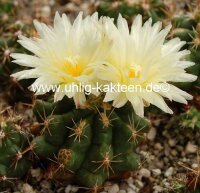 Thelocactus leucacanthus