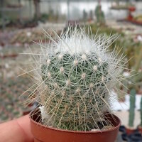 Thelocactus macdowellii (Echinomastus macdowellii)