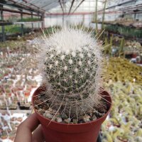 Thelocactus macdowellii (Echinomastus macdowellii)