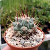 Thelocactus nidulans