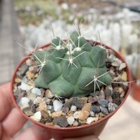 Thelocactus tulensis v. bueckii SB 973